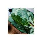 野菜類 訳あり ソフトケール 5kg