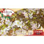 啓翁桜 切り花 約80cm×10本程度 新年
