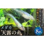 生き物 メダカ 天露の糸 4ペア 8匹