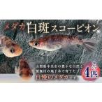 生き物 メダカ 白斑スコーピオン 2ペア 4匹