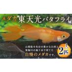 生き物 メダカ 東天光バタフライ 1ペア 2匹
