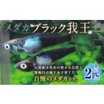 生き物 メダカ ブラック我王 1ペア 2匹