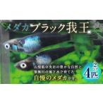 生き物 メダカ ブラック我王 2ペア 4匹