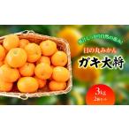 果物類 みかん 先行受付 自然の恵み ガキ大将 3kg