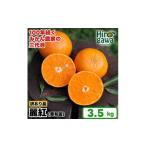 みかん 柑橘類 麗紅 れいこう 訳あり 3.5kg