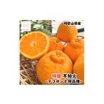 特選 濃厚 不知火 2.5kg