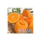有田育ちの濃厚 不知火 訳あり 1kg