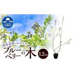 花 苗木 植木 ブルーベリーの木 株立ち 1.8m