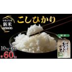 米 コシヒカリ 令和8年産 定期便 6ヶ月 こしひかり