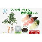 苗木 フィンガーライム 栽培体験セット 柑橘