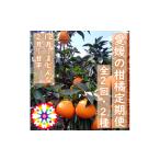 みかん 柑橘類 発送月固定定期便 愛咲果樹園