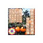 果物類 みかん 発送月固定定期便 愛咲果樹園