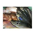 魚貝類 鯛 竹中水産の八幡浜発 朝獲れデイリー鮮魚BOX 1.5kg