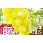 ぶどう 信州伊那産ぶどう マスカサーティーン 1.0kg以上