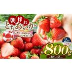いちご 定期2回 共通返礼品 朝採れいちご