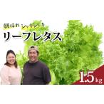 朝採れ レタス 1.5kg
