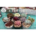 花 苗木 多肉植物 おまかせ10種セット 詰め合わせ