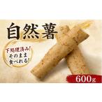 人参 大根 他根菜 7日以内発送 天然 自然薯 300g