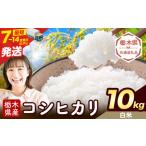 令和7年度産 米 コシヒカリ 白米 10kg