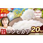 令和7年度産 米 コシヒカリ 白米 20kg
