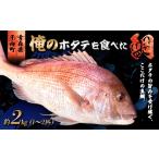 魚貝類 鯛 俺のホタテ を食べた鯛 陸奥湾平内産