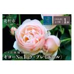 花 バラ苗鉢植え ギヨーNo.1 ラ プレミエール