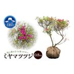 花 苗木 植木 ミヤマツツジ 0.8m 本霧島ツツジ