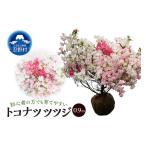 花 苗木 植木 トコナツツツジ 0.9m 久留米ツツジ