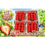いちご 栃木の新定番 とちあいか 1 120g