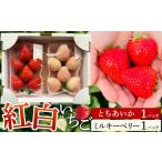 いちご 受付 白箱 とちあいか ミルキーベリー