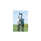 レディアイコ クリアファイル5枚入り 馬