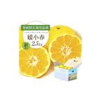 みかん 柑橘類 先行受付 希少柑橘 媛小春 ひめこはる 2.5kg