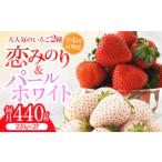 いちご 全4回定期便 紅白いちご 恋みのり