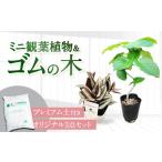 苗木 観葉植物 ゴムの木 ミニ観葉植物 セット