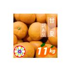 みかん 柑橘類 先行受付 愛咲果樹園 甘夏 訳あり約11kg