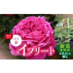 苗木 Apple Roses バラ苗 イフリート