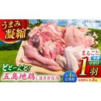 鶏肉 セット 4回定期便 五島しまさざなみ