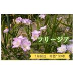 :優しい香り フリージア 黄色 100本