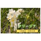 :優しい香り フリージア 3色セット 50本