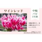 花 カラー:ワインレッド 農林水産大臣賞受賞