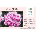 花 カラー:パープル 農林水産大臣賞受賞