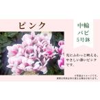 花 カラー:ピンク 農林水産大臣賞受賞 カラー