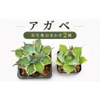 苗木 アガベ 2種