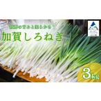 野菜類 ねぎ 加賀 しろねぎ 3kg