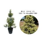 苗木 斑入り イヌマキ ミウ