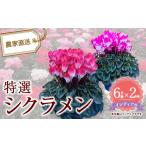 花 特選シクラメン6号2鉢入 インディアカ