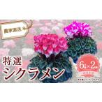 花 特選シクラメン7号鉢 色お任せ 12203-0437