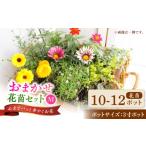 花 苗木 おまかせ花苗セット 10-12ポット