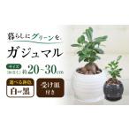 ガジュマル 3号 ボール型陶器鉢 黒 観葉植物