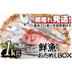 旬の鮮魚等 0103213a 朝獲れ発送
